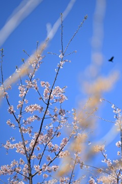 横浜イングリッシュガーデンの玉縄桜