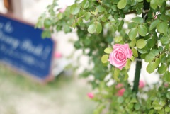 ヴェルニー公園の薔薇