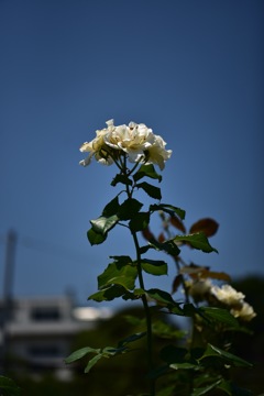 孤高の夏薔薇