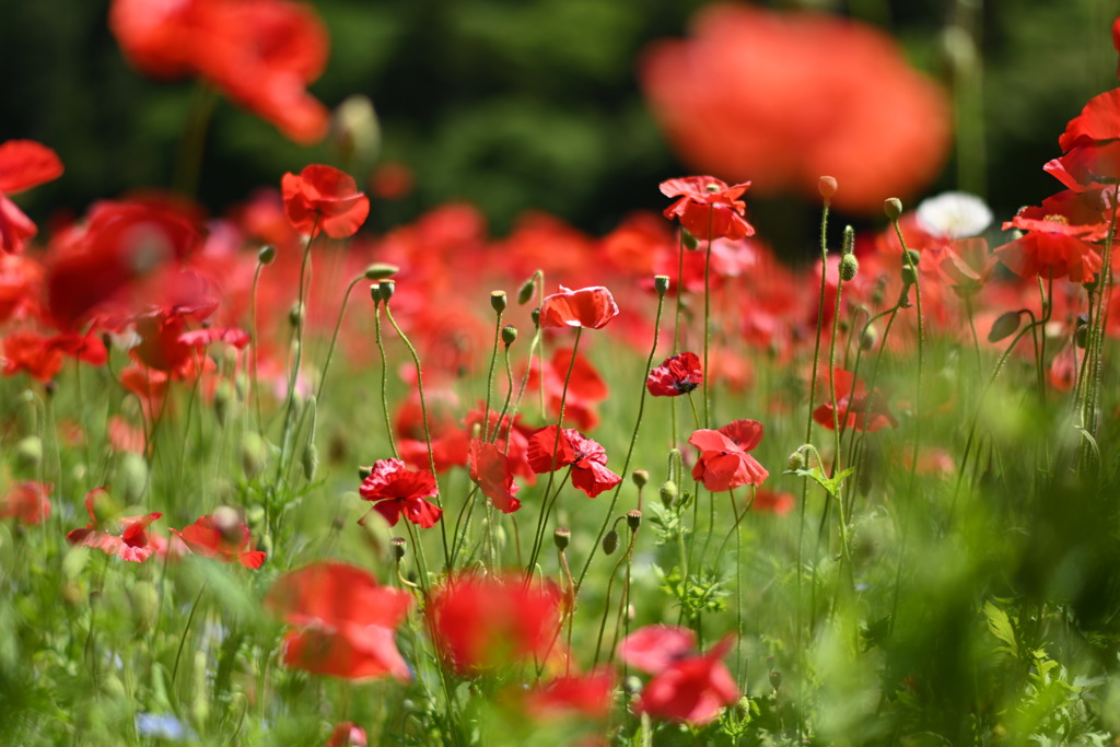 くりはま花の国