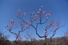 根岸森林公園の梅