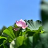 夏本番
