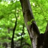 三渓園の新緑