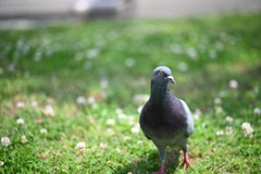 ヴェルニー公園のハト