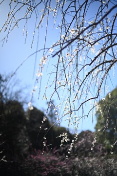 横浜市こども植物園の枝垂れ梅