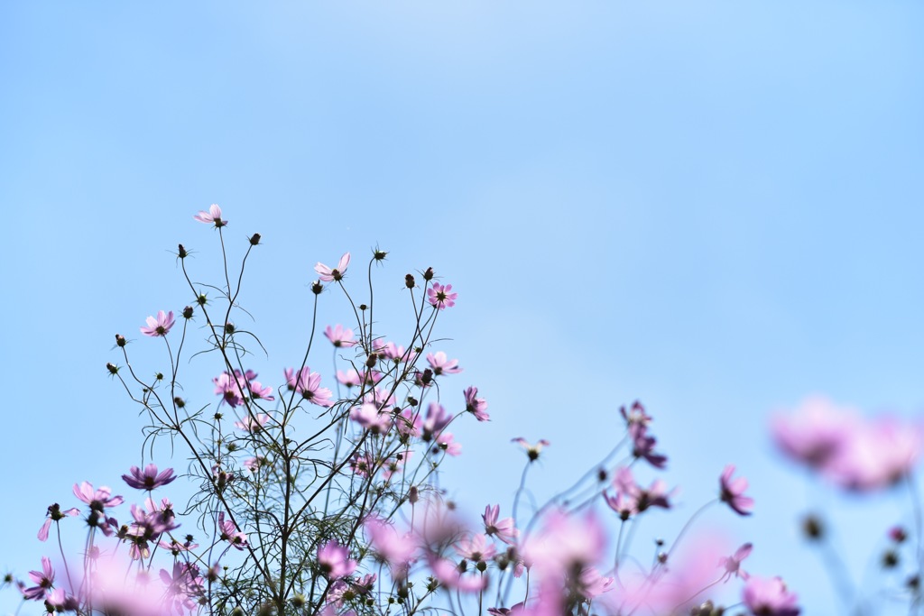 こもれびの里の秋桜