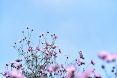 こもれびの里の秋桜