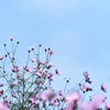 こもれびの里の秋桜