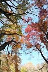 舞岡公園の紅葉