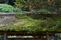 東慶寺の金木犀
