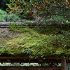 東慶寺の金木犀