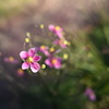 こども植物園の秋明菊
