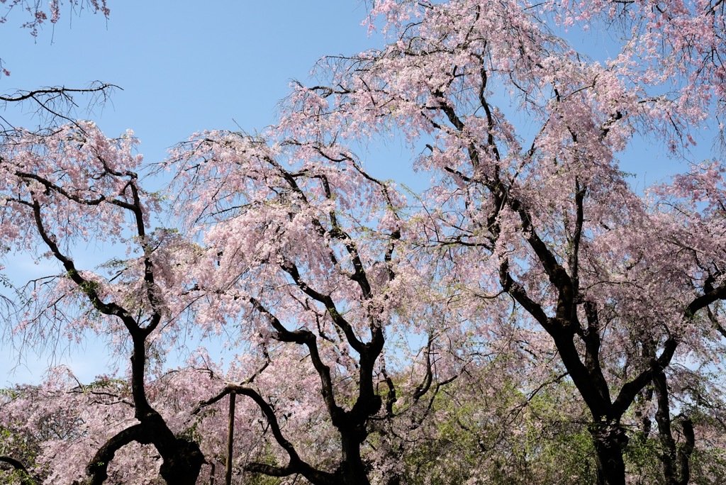 神代植物公園の枝垂れたち