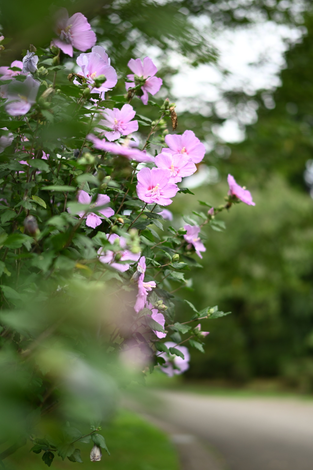 神代植物公園の木槿