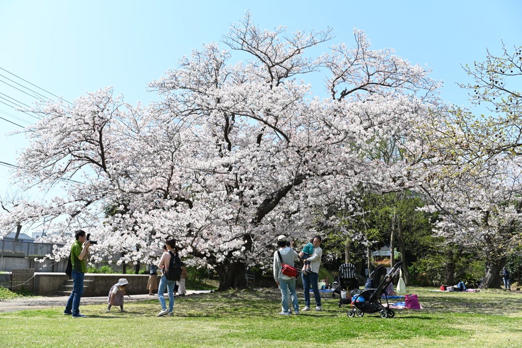 大船フラワーセンターの桜