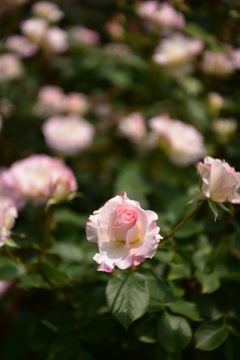 横浜市こども植物園の薔薇