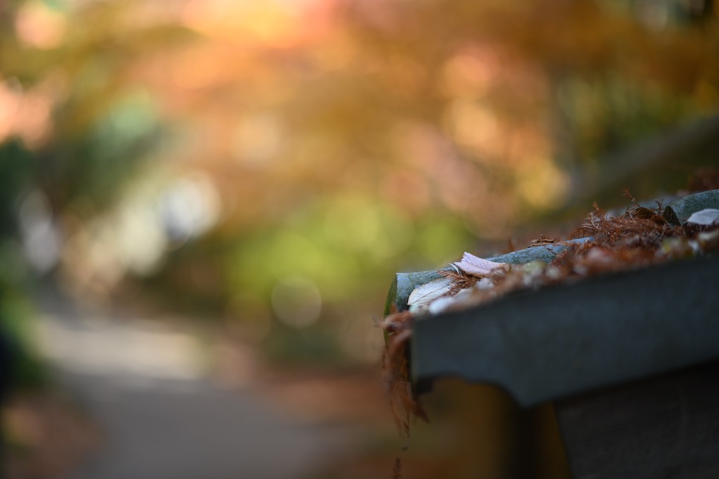 深大寺の紅葉