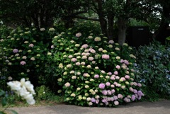 ローズガーデンの紫陽花
