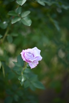 大船フラワーセンターの薔薇