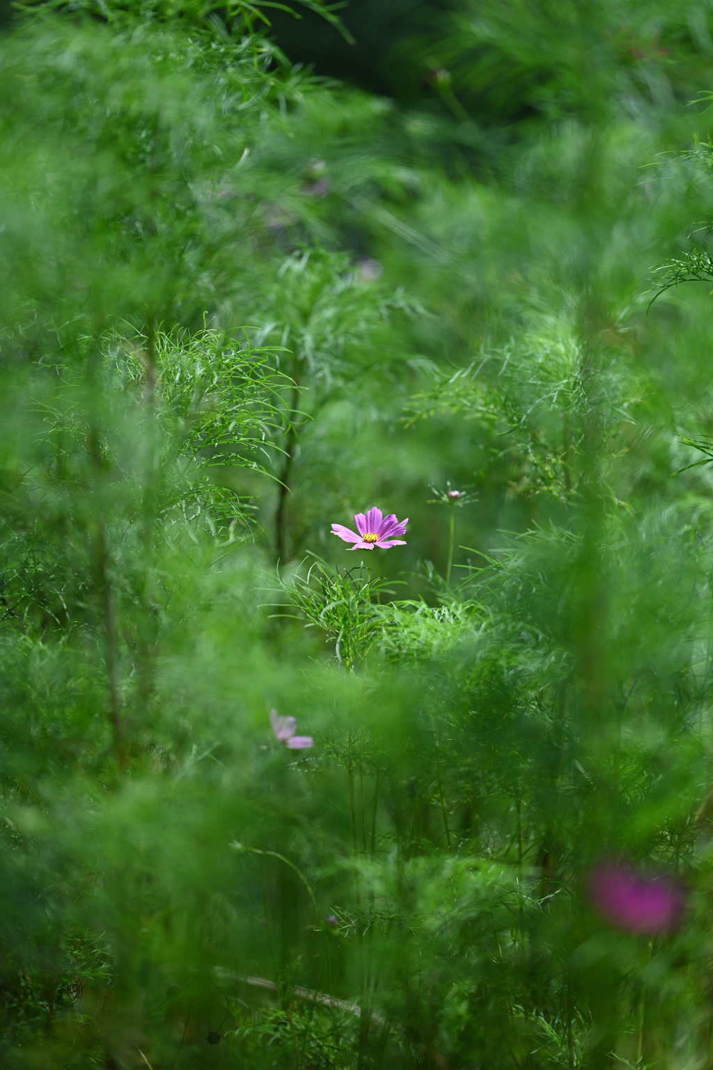 7月の秋桜