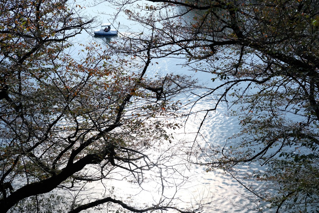 孟冬の千鳥ヶ淵