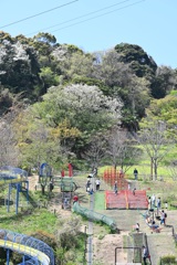 金沢自然公園の春