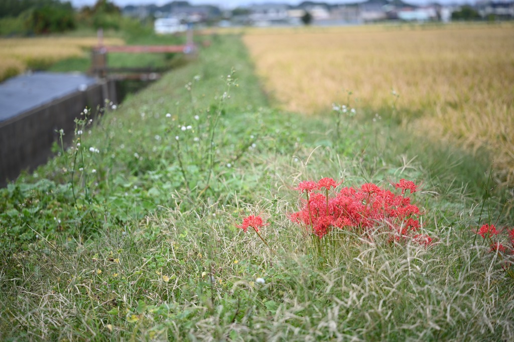 平塚の彼岸花