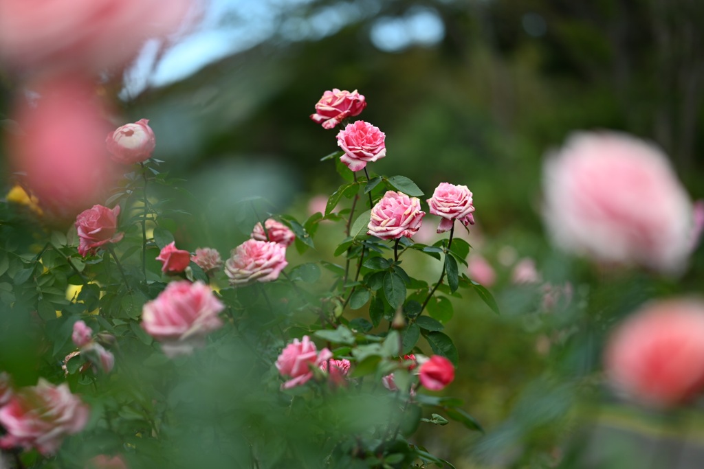 大船フラワーセンターの秋薔薇