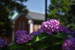 紫陽花と大佛次郎記念館