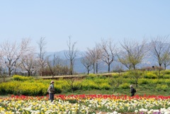 平塚  花菜ガーデン