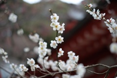 荏柄天神社の梅