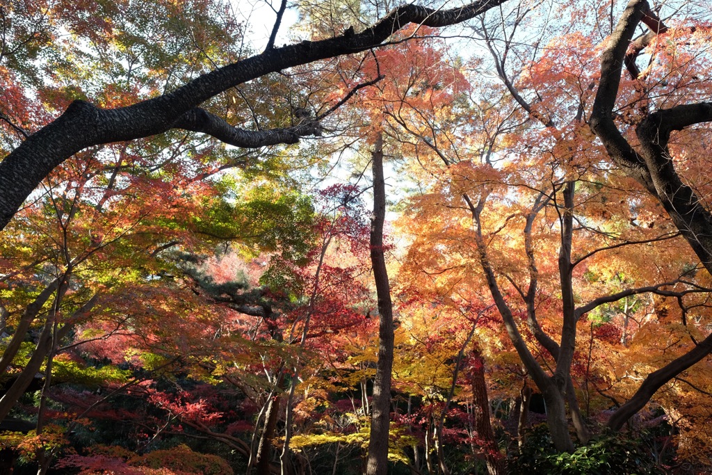 師走の紅葉