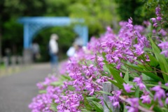 横浜市こども植物園のシラン