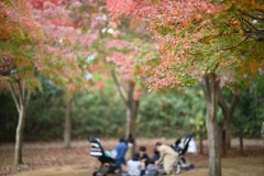 舞岡公園の紅葉