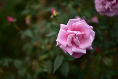 秋薔薇
