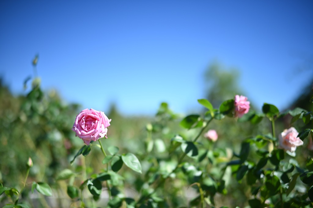 花菜ガーデンの秋薔薇