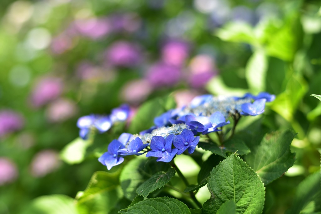 権現堂の紫陽花