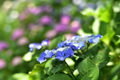 権現堂の紫陽花