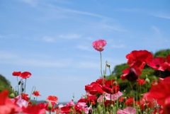 くりはま花の国のポピー