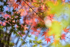 富士山御胎内清宏園の紅葉
