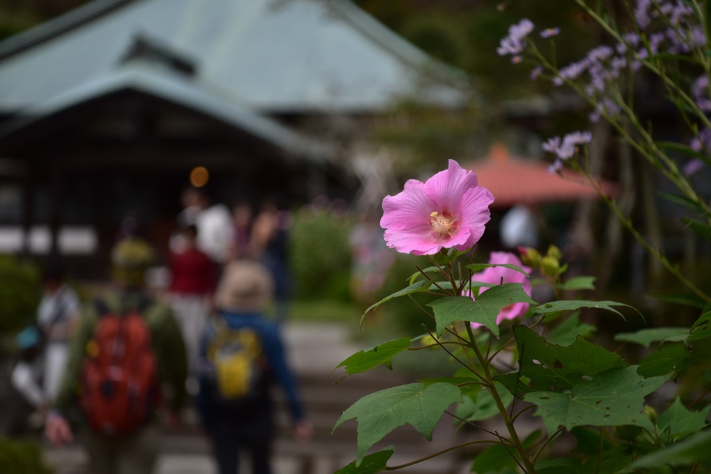 海蔵寺のフヨウは遅め