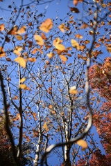 舞岡公園の紅葉