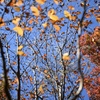 舞岡公園の紅葉