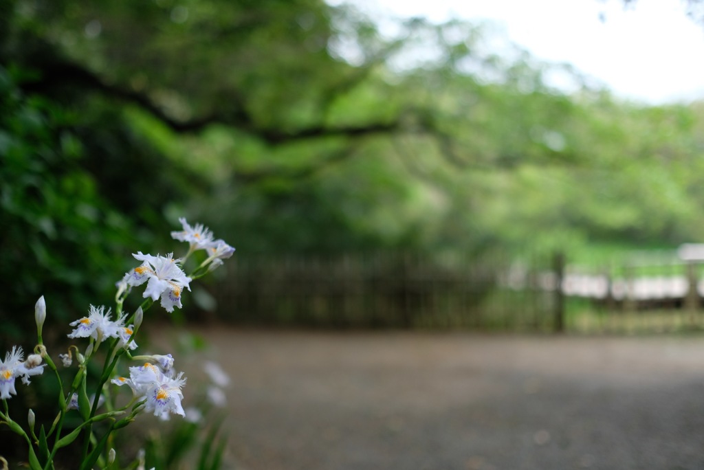 三溪園のシャガ