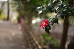 三渓園の山茶花