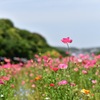 ひなげしの丘