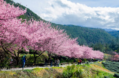 Sakura in Wuling