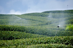 Tea plantations