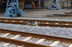 線路を渡る猫