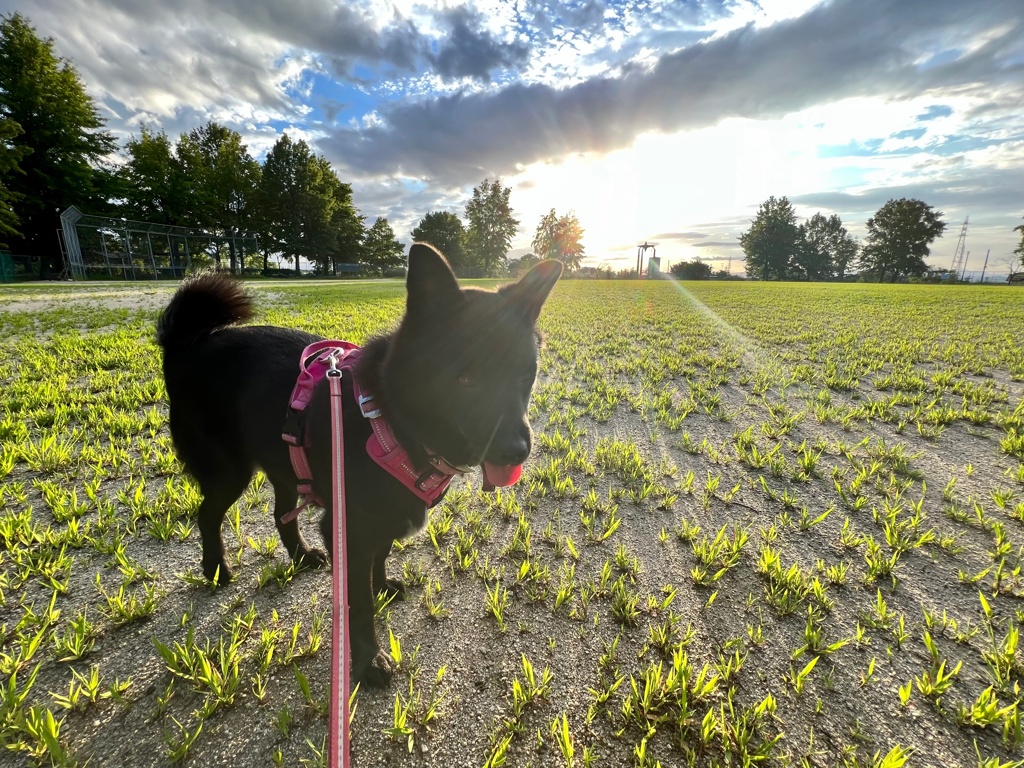 犬と朝日　（水平を調整しました）